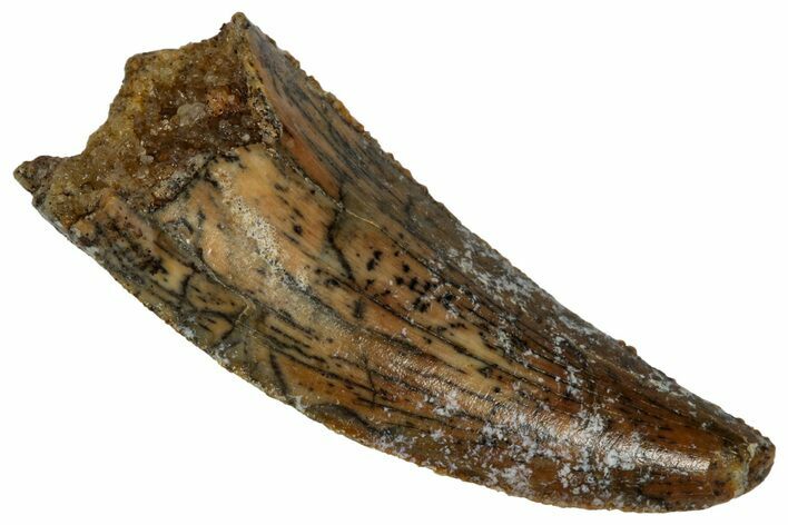Serrated Raptor Tooth - Real Dinosaur Tooth #332162